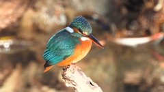 DSCN8923：カワセミ（メス）