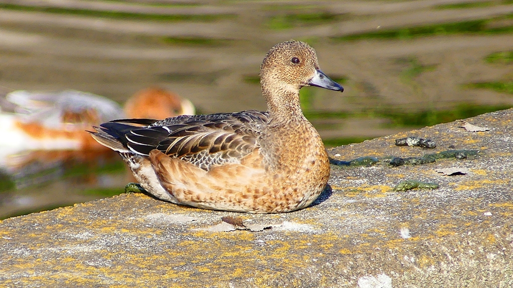 P2390461：ヒドリガモ（メス）