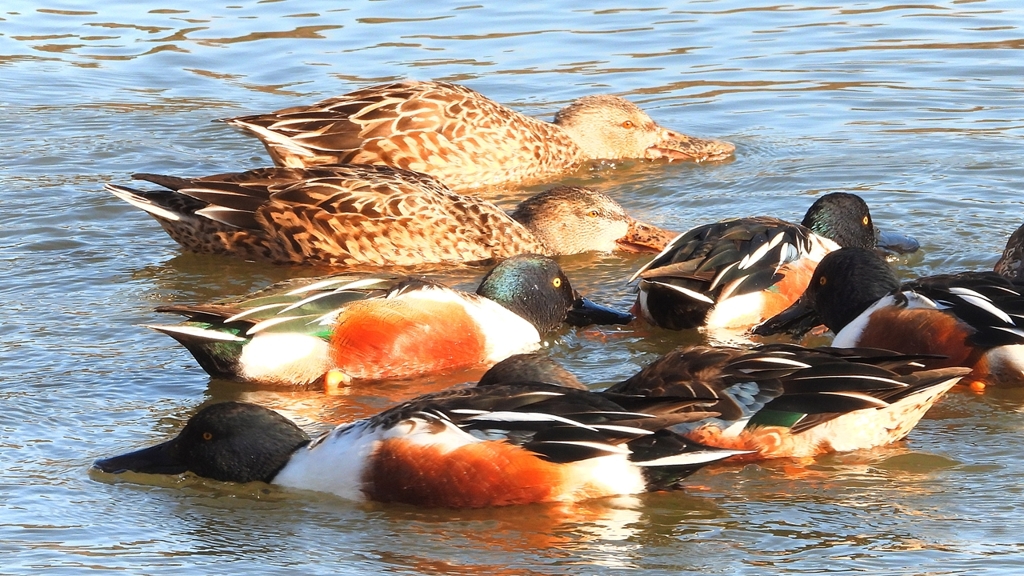 DSCN7029：ハシビロガモ