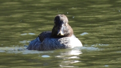 DSCN2287：ホオジロガモ（メス）