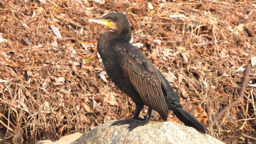 DSCN7435：カワウ