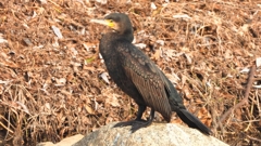 DSCN7435：カワウ