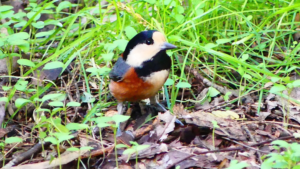 P2330956：ヤマガラ