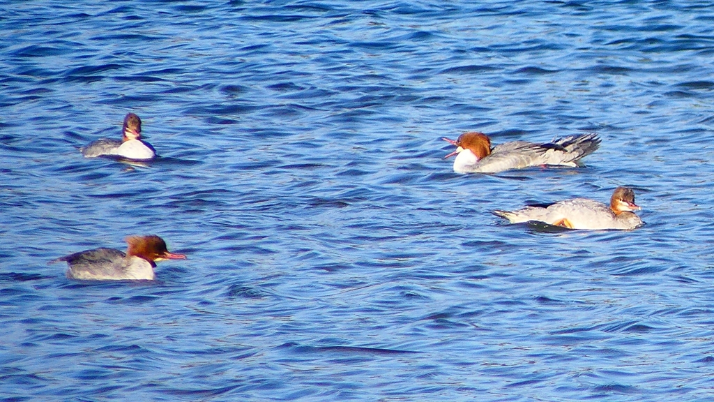 P2380782：カワアイサ