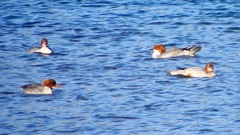 P2380782：カワアイサ