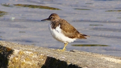 P2360676：イソシギ