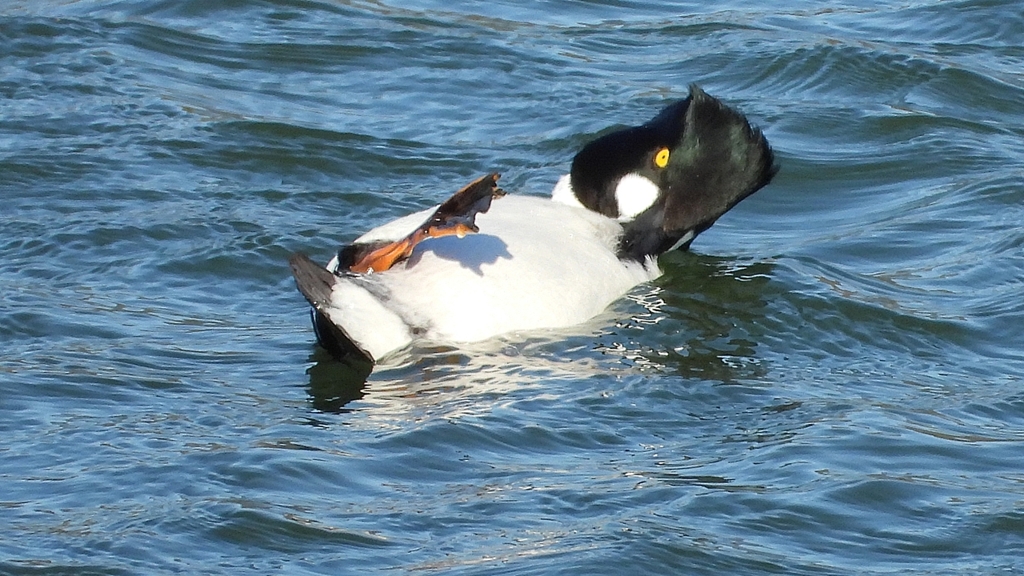 DSCN5598：ホオジロガモ（オス）