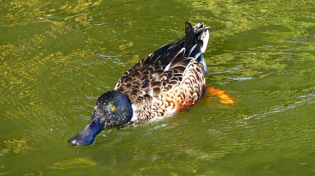 P2370445：ハシビロガモ（オス）