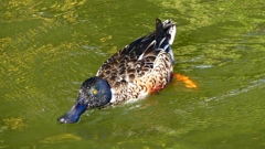 P2370445：ハシビロガモ（オス）