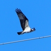 P2270450：飛ぶミサゴ