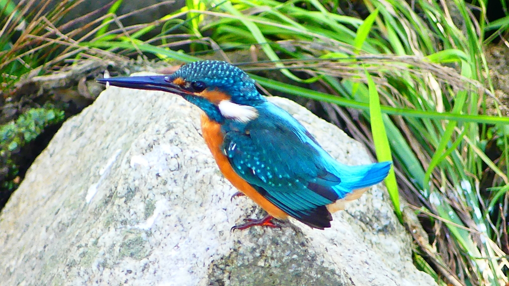 P2320820：カワセミ