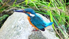 P2320820：カワセミ