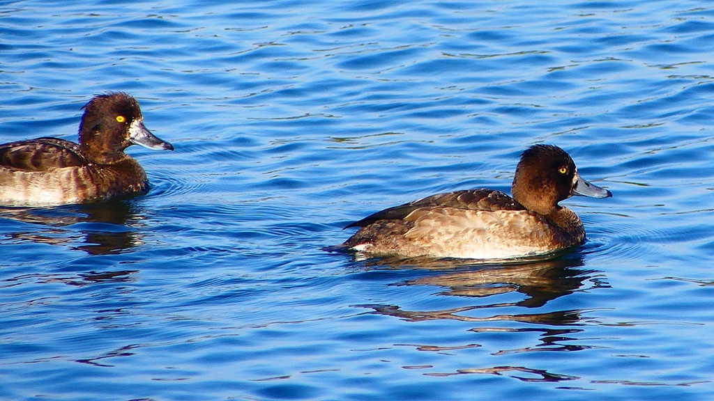 P2380355：キンクロハジロ