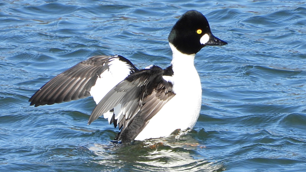 DSCN5589：ホオジロガモ（オス）