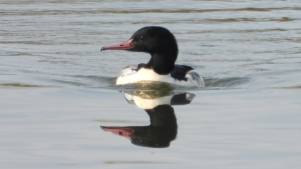 DSCN3102：カワアイサ（オス）