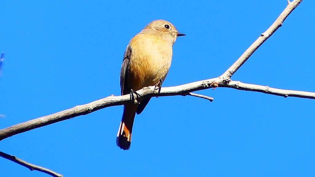 P2400429：ジョウビタキ（メス）