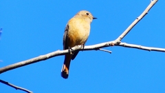 P2400429：ジョウビタキ（メス）