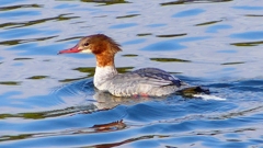 P2390186：カワアイサ（メス）