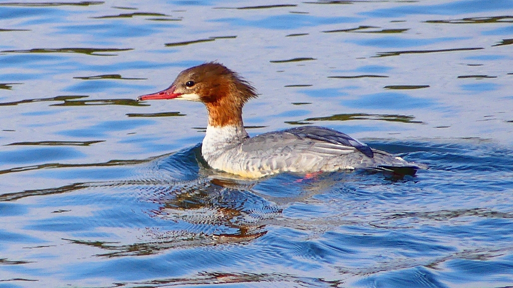 P2390191：カワアイサ（メス）