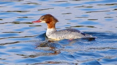 P2390191：カワアイサ（メス）