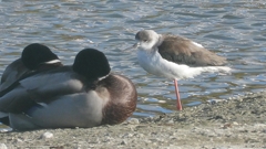 DSCN2209：セイタカシギ他