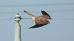 DSCN6596：チョウゲンボウ飛び出す