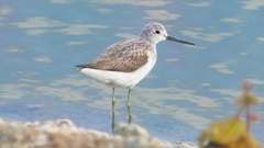 P2400700：アオアシシギ