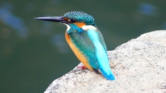 P2410093：カワセミ（オス）