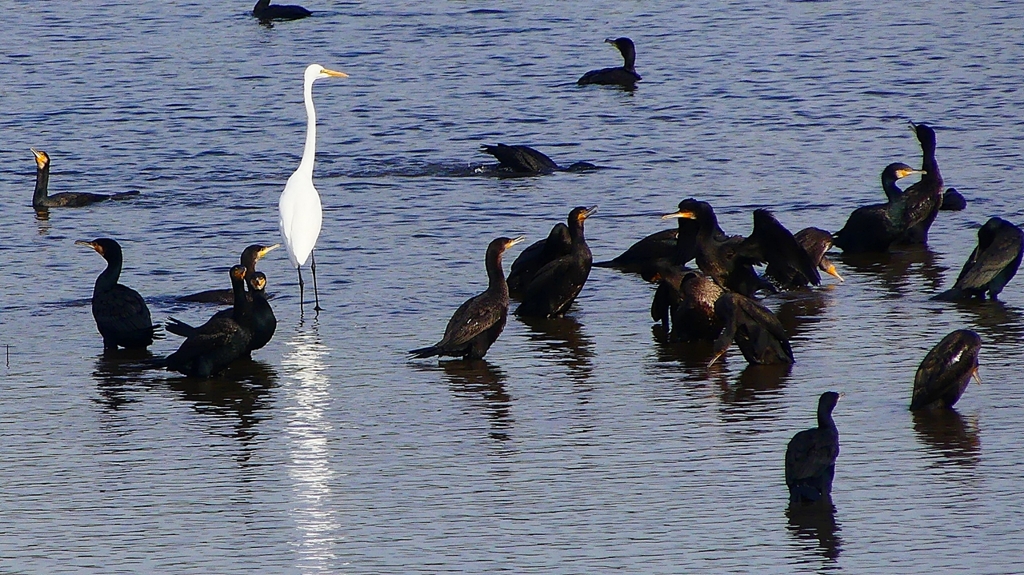 P2360758：カワウ他