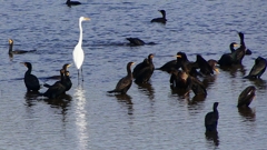 P2360758：カワウ他