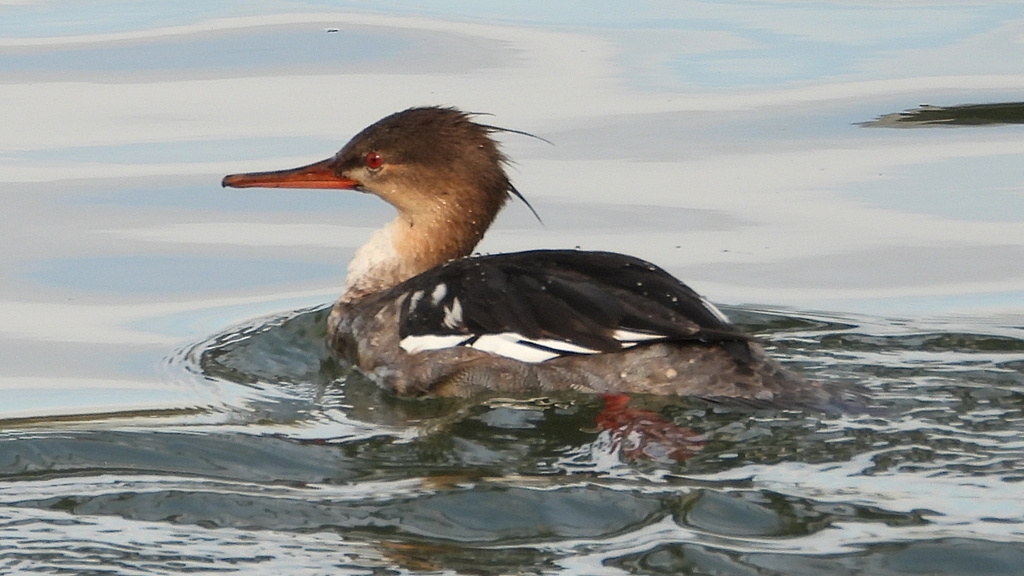 DSCN3214：ウミアイサ（オス）