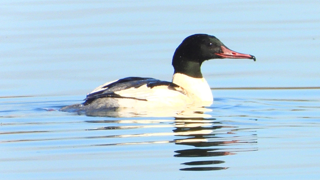 DSCN6886：カワアイサ