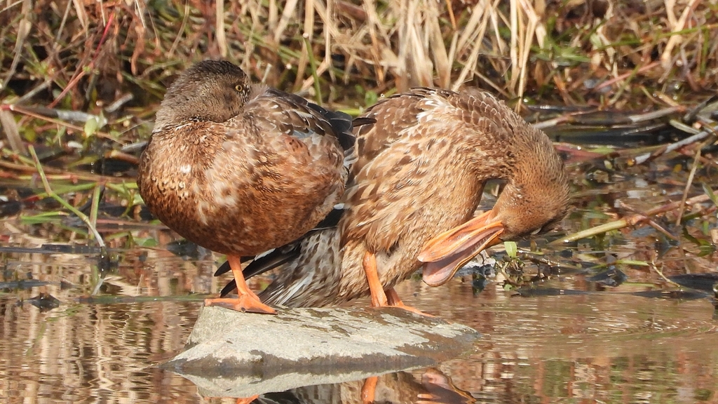 DSCN7420：ハシビロガモ（メス）