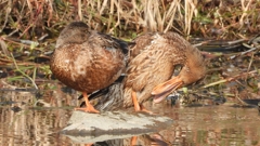 DSCN7420：ハシビロガモ（メス）