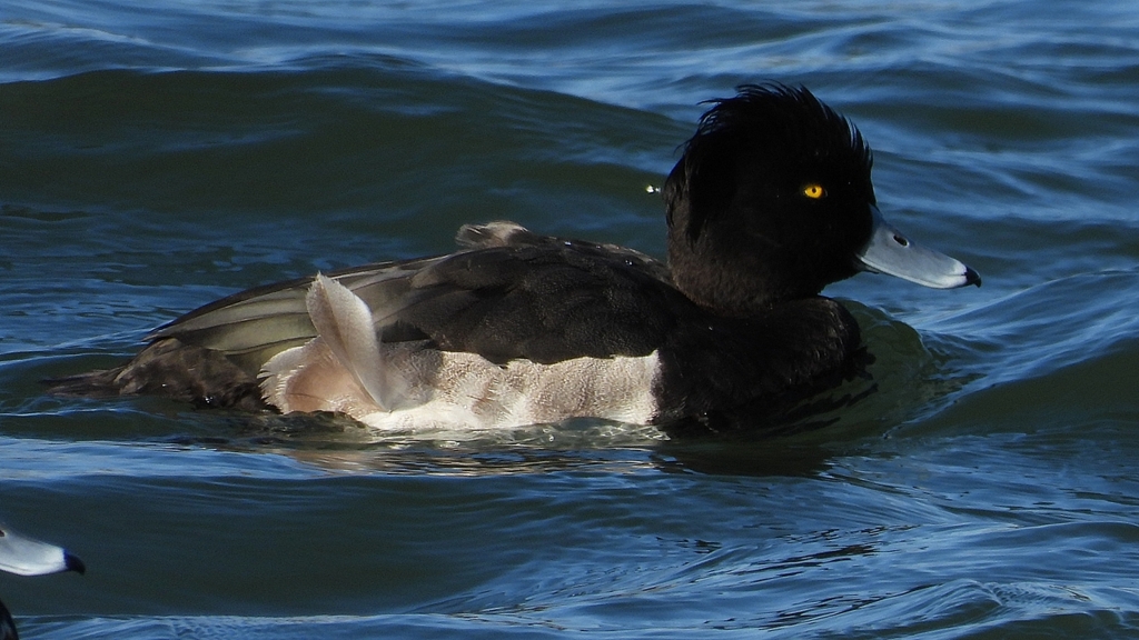 DSCN0925：キンクロハジロ