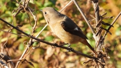 DSCN5474：ジョウビタキ（メス）