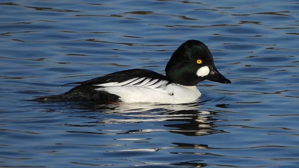 DSCN2642：ホオジロガモ（オス）