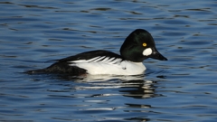 DSCN2642：ホオジロガモ（オス）