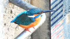 DSCN5920：カワセミ（オス）