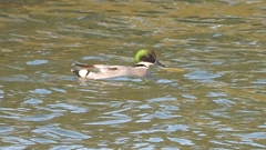 DSCN0811：ヨシガモ（オス）