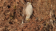 DSCN5396：ハイタカ