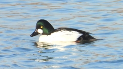 DSCN0486：ホオジロガモ（オス）