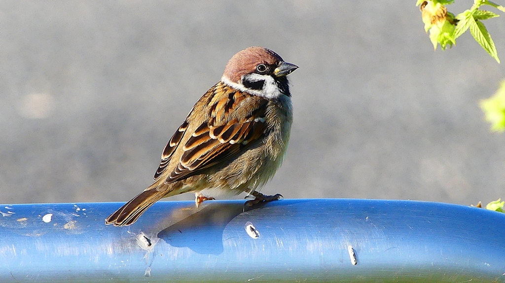 P2380624：スズメ