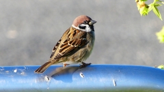 P2380624：スズメ