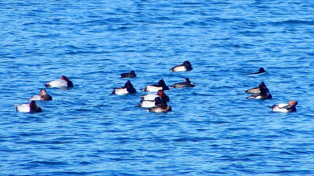 P2320516：カモ類