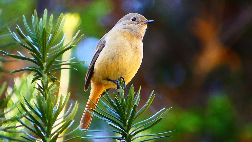 P2400391：ジョウビタキ（メス）