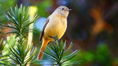 P2400391：ジョウビタキ（メス）