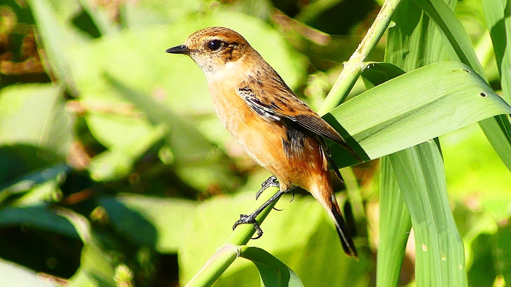 P2300365：ノビタキ