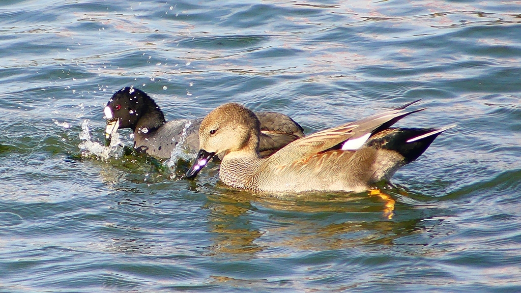 P2410577：オカヨシガモ、オオバン