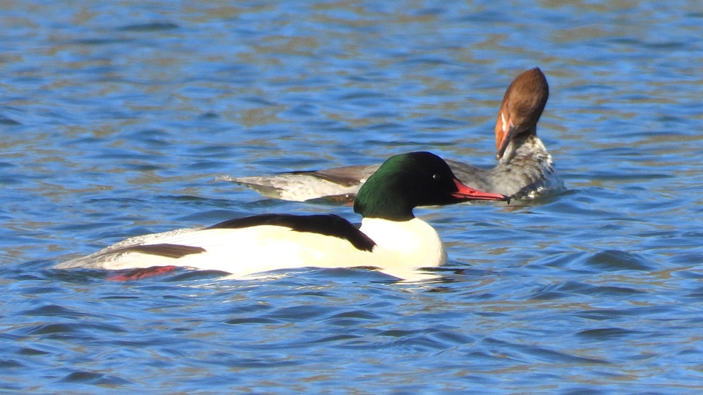 DSCN5876：カワアイサ